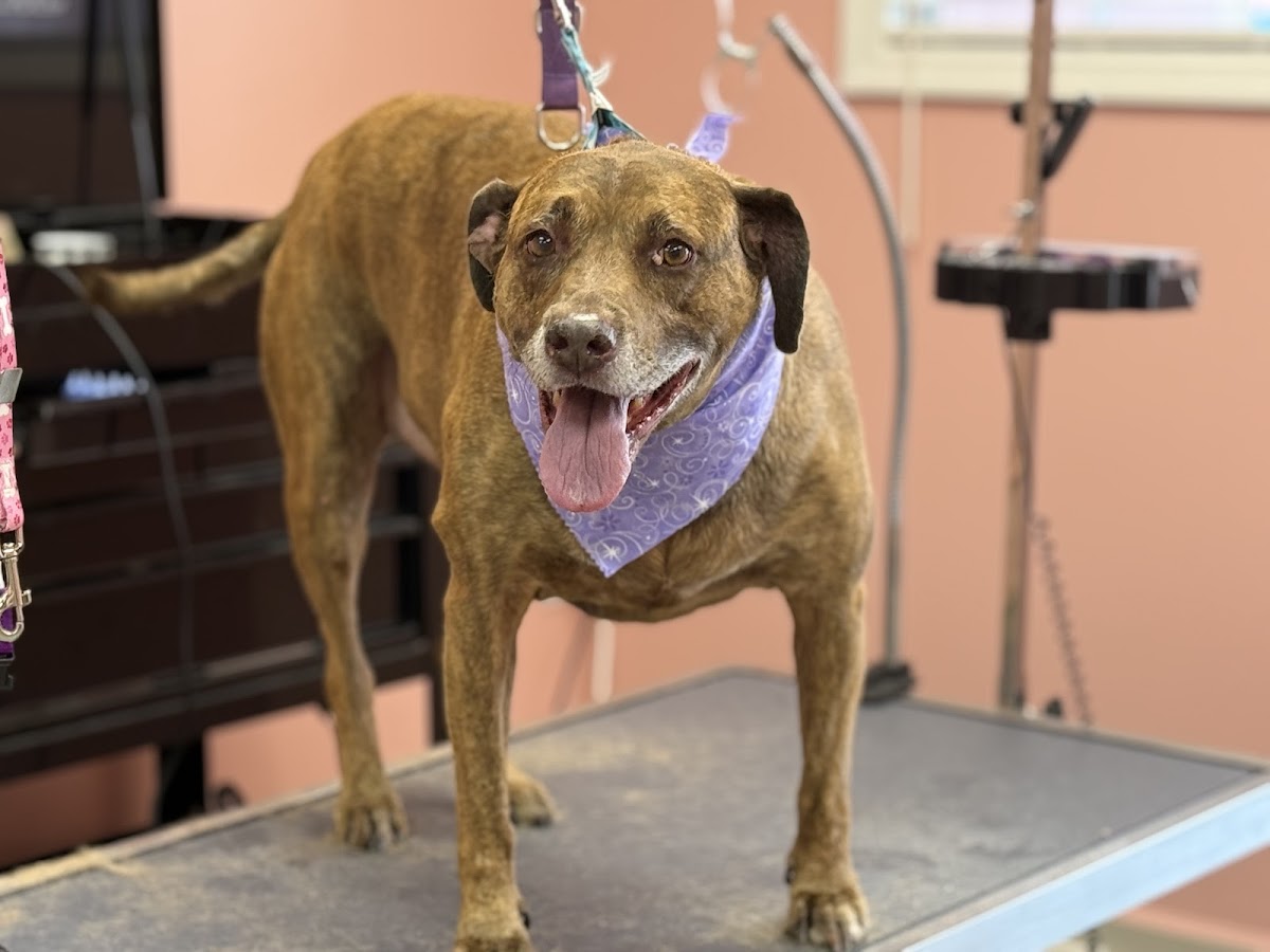 A gentle senior dog smiling in a purple bandana after grooming at Tamed Tailz