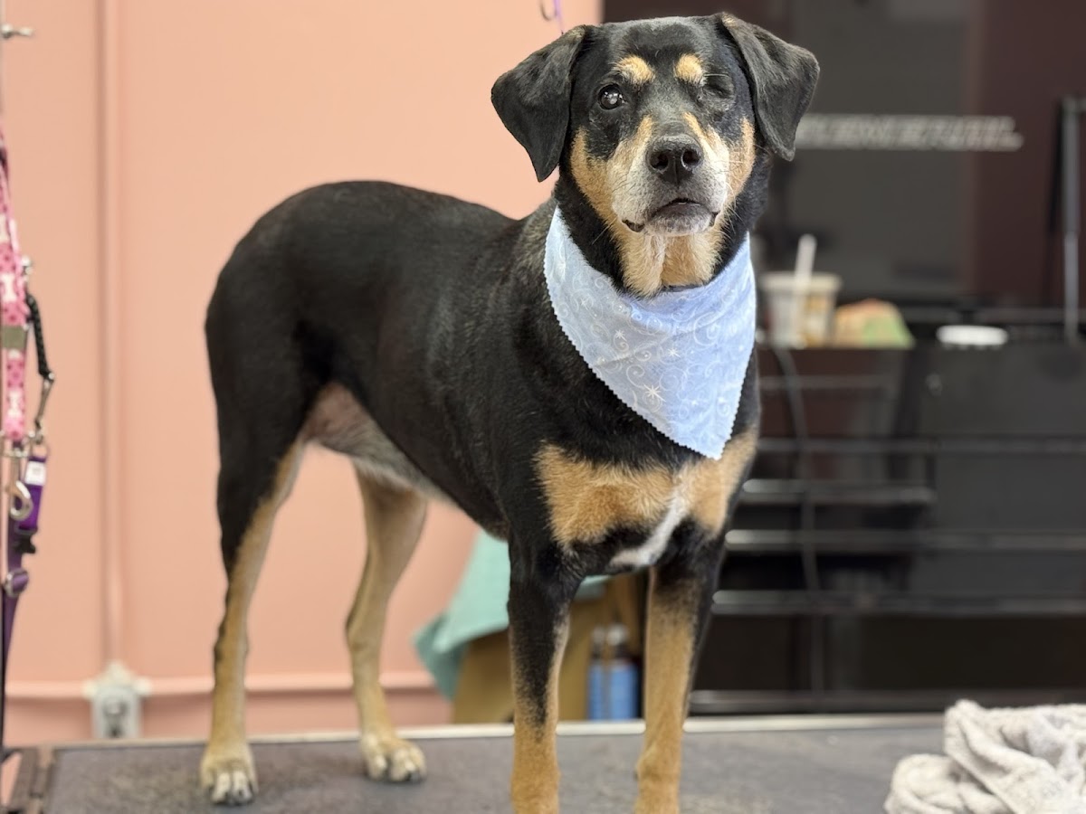 Black and tan hound looking sharp in a blue bandana after a bath and de-shed
