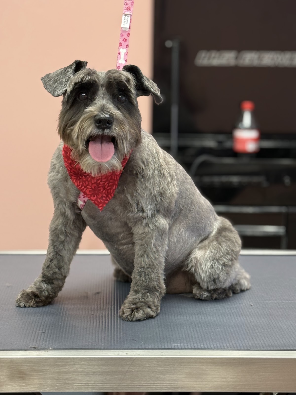 Grey Schnauzer with a clean groom and a red bandana, tongue out, sitting on the table