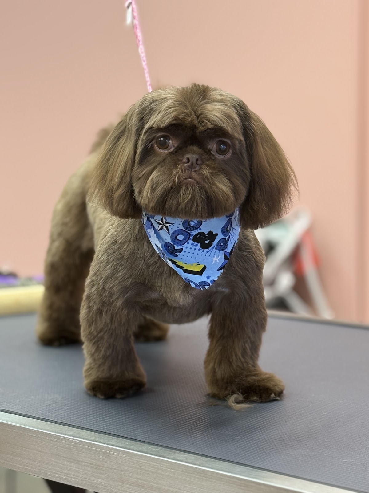 Brown Shih Tzu with a tidy fresh trim and a blue bandana on the grooming table
