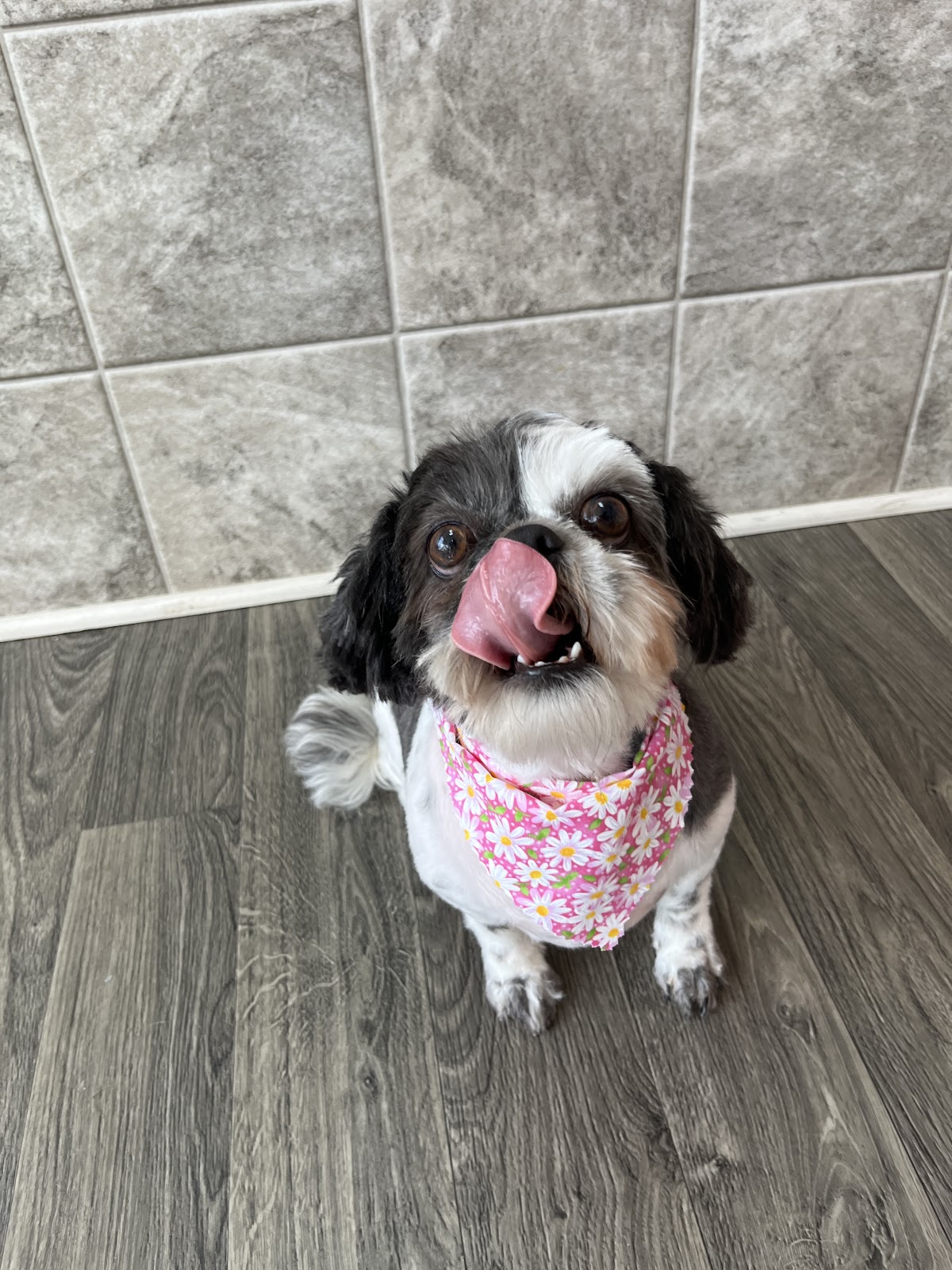 Black and white Shih Tzu in a pink floral bandana after a fresh groom