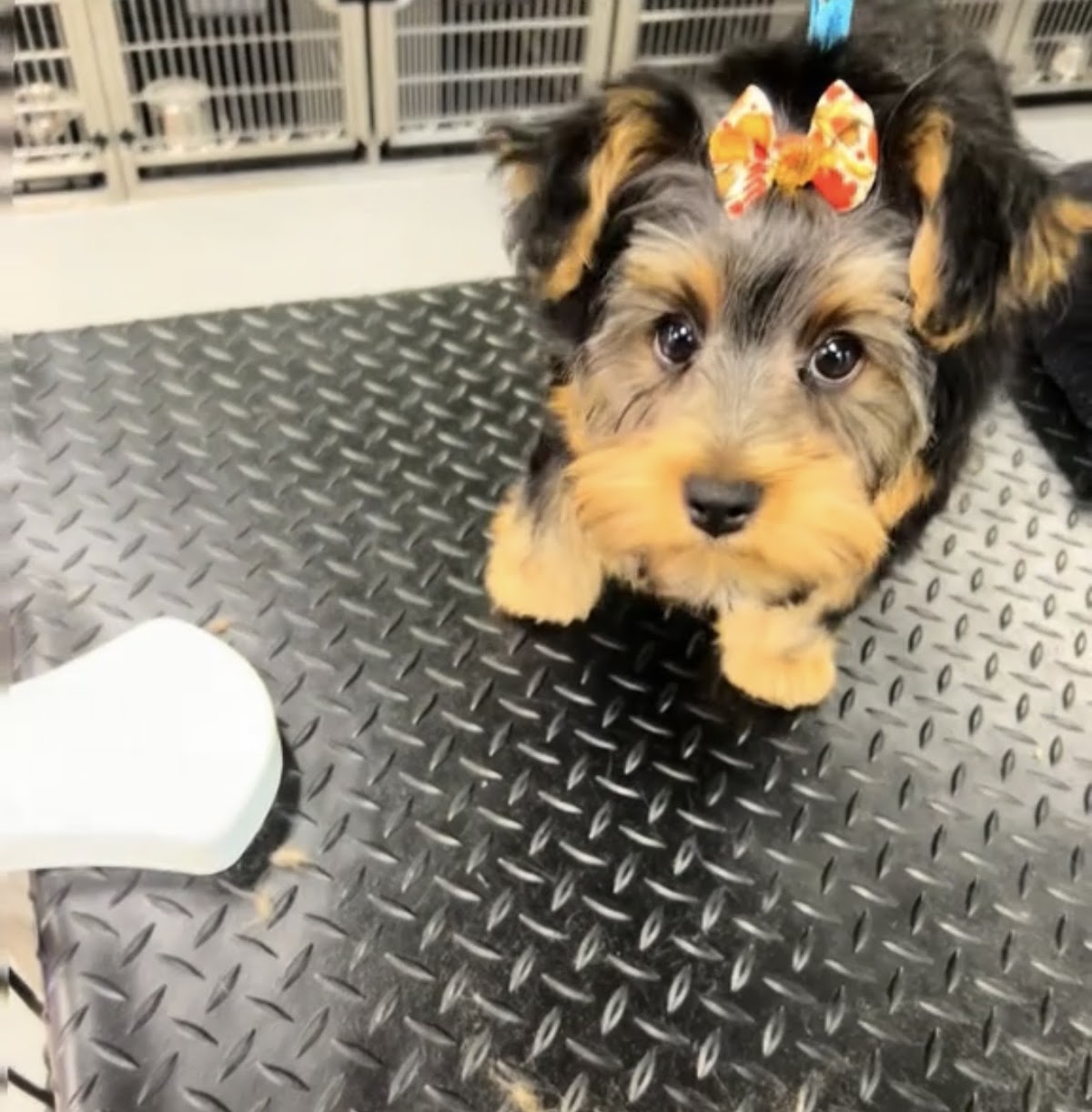 Yorkie puppy with a bow, freshly groomed at Tamed Tailz