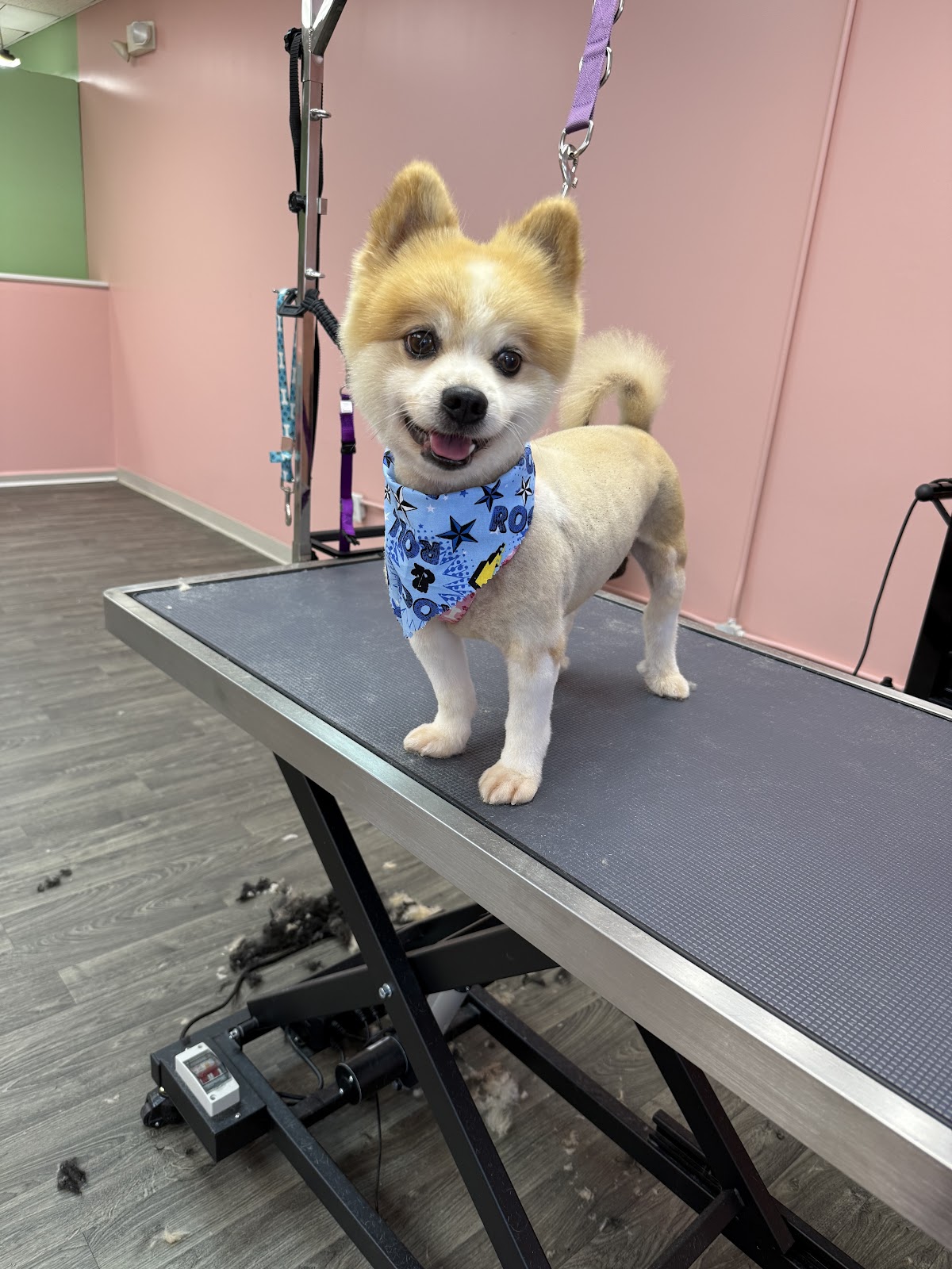 A happy, freshly-groomed Pomeranian standing on the grooming table at Tamed Tailz in Stockbridge, GA